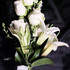 Atlanta Events Extraordinaire - Fayetteville GA Wedding Florist Photo 7