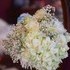 420 Micro Weddings & Cannabis Elopements Chicago - Mount Prospect IL Wedding Reception Site Photo 5