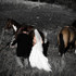 April Spaulding Photography & Design - Great Falls MT Wedding Photographer Photo 5