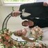 Sacred Celebrations’ Appalachian Wedding Chapel - Capon Bridge WV Wedding Officiant / Clergy Photo 6