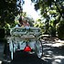 HighHorse Carriage Rides, Inc. - Orlando FL Wedding Transportation Photo 4