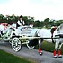 HighHorse Carriage Rides, Inc. - Orlando FL Wedding  Photo 2