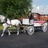 Carriage Limousine Service - Horse Drawn Carriages - Wellsville OH Wedding Transportation Photo 10