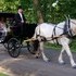Carriage Limousine Service - Horse Drawn Carriages - Wellsville OH Wedding Transportation Photo 14