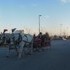 Carriage Limousine Service - Horse Drawn Carriages - Wellsville OH Wedding Transportation Photo 17