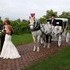 Carriage Limousine Service - Horse Drawn Carriages - Wellsville OH Wedding  Photo 3