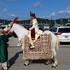 Carriage Limousine Service - Horse Drawn Carriages - Wellsville OH Wedding Transportation Photo 6