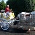 Carriage Limousine Service - Horse Drawn Carriages - Wellsville OH Wedding Transportation Photo 7