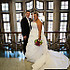 4-Ever-Photos - West Lafayette IN Wedding Photographer Photo 9