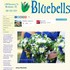Bluebells - Winchester VA Wedding Florist