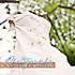 NB Photography - Murphy NC Wedding Photographer Photo 6