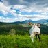 Autumn Burke Photography, LLC - Denver CO Wedding Photographer Photo 7