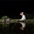 Shanna Mae Photography - Ennis MT Wedding Photographer Photo 13