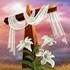 Armor Of God - South Salem OH Wedding Officiant / Clergy Photo 2