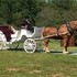 Carriage Run Carriage Service - Lawndale NC Wedding  Photo 2