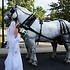 Bee Tree Trail Carriage and Wagon Tours - Shartlesville PA Wedding Transportation Photo 5