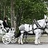 Bee Tree Trail Carriage and Wagon Tours - Shartlesville PA Wedding 