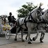 Bee Tree Trail Carriage and Wagon Tours - Shartlesville PA Wedding Transportation Photo 21