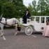 Carriage Limousine Service - Horse Drawn Carriages - Wellsville OH Wedding 