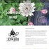 Dona Flora Herbs & Flowers - La Conner WA Wedding 